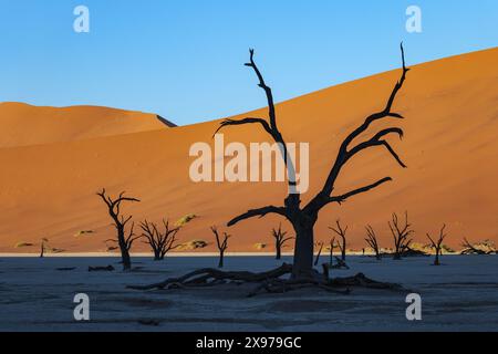 Ombre mattutine e alberi morti nella valle di Sossusvlei, deserto del Namib, Namibia, Sudafrica Foto Stock