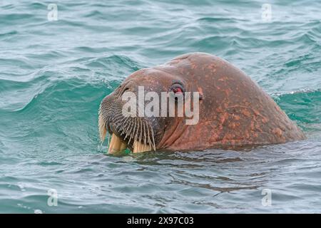 Un tricheco che emerge dall'acqua con occhi rossi che osservano le isole Svalbard Foto Stock