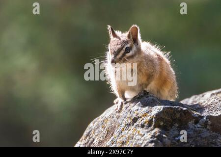 Un minimo chipmunk (Neotamias minimus) nella retroilluminazione su una roccia. Fotografato nella contea di Lassen, California, Stati Uniti Foto Stock