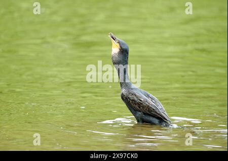 Primo piano di un grande cormorano (Phalacrocorax carbo) su un piccolo lago in estate Foto Stock