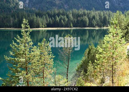 Paesaggio di un pino scozzese (Pinus sylvestris) che cresce accanto a un lago limpido (Plansee) in autunno in Tirolo Foto Stock