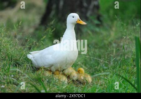 Primo piano di un'anatra di Long Island (Anas platyrhynchos domestica o Anas peking) con i suoi pulcini in primavera Foto Stock