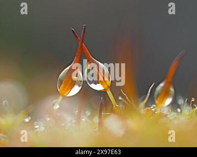 Immagine macro ravvicinata di gocce d'acqua piovana retroilluminate sulle spore del muschio sulla parete in situ - Cumbria, Inghilterra, Regno Unito Foto Stock