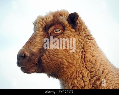 Primo piano di pecore delle Ebridi - razza rara conservata presso il WWT Caerlaverock Wetland Centre Scotland UK per gestire l'ambiente per la conservazione della fauna selvatica Foto Stock