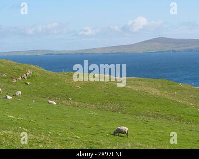 Verde paesaggio collinare con pecore pascolanti, mare sullo sfondo e un cielo azzurro, prati verdi sul mare con costa rocciosa e rovine, Lerwick Foto Stock