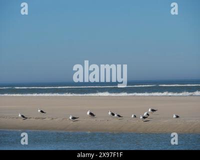Gabbiani che riposano sulla spiaggia di sabbia mentre le onde dolci toccano la riva sotto un cielo blu luminoso, la spiaggia del Mare del Nord con sedie colorate contro una Foto Stock