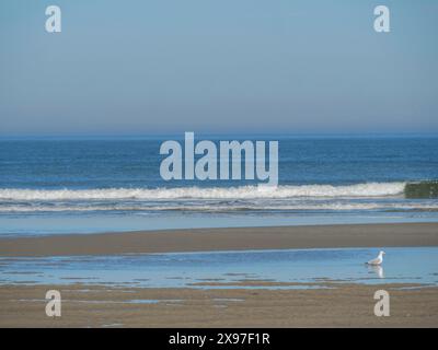 Un gabbiano sorge sulla spiaggia sabbiosa, mentre le onde del mare corrono dolcemente e sopra si trova un cielo azzurro limpido, con bassa marea sulla spiaggia sabbiosa Foto Stock