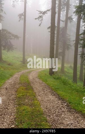 Un sentiero boschivo nebbioso si snoda tra alberi alti e vegetazione verde, sentiero escursionistico tra alberi verdi, Gosau, Austria Foto Stock