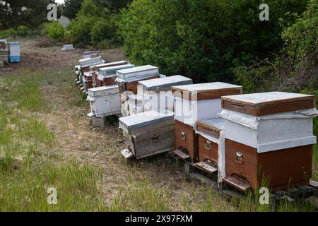 Alveari che producono miele fresco nel villaggio, miele biologico, vita del villaggio, favo, alveari colorati. Foto Stock