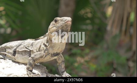 Una lucertola iguana nei terreni dell'hotel El Dorado Royale, Messico. Foto Stock