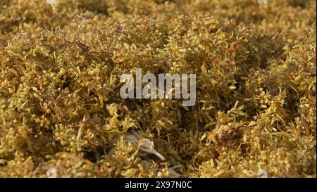 L'erba Sargassum copre la spiaggia di Dorado Royale hote a Cancun, Yucatan, penisola, Messico Foto Stock