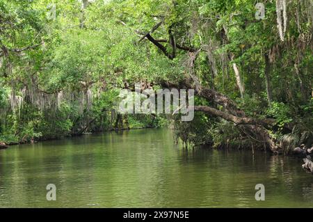 Naviga sul Mount Doral Canal nella Florida vecchia, incontaminata e tranquilla, in una giornata di primavera soleggiata, ammirando il muschio spagnolo appeso agli alberi Foto Stock