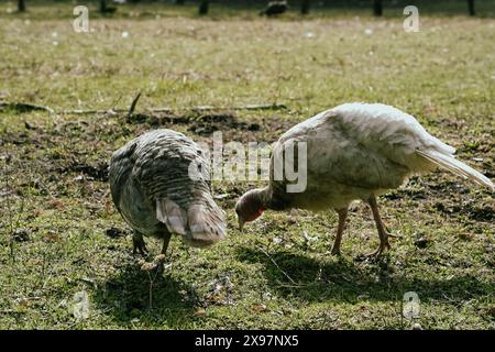 Un tacchino in pieno piumaggio. La Turchia viene coltivata nella fattoria. Un tacchino vivo nell'Aia. un gruppo di tacchini che pascolano Foto Stock