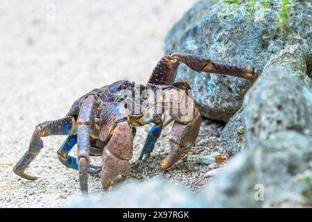 Il primo piano cattura un granchio che strizza per terra Foto Stock