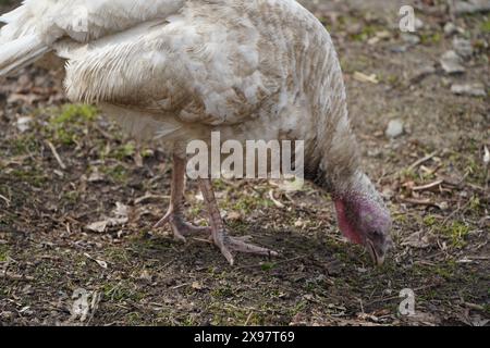 tacchino bianco comune sul cortile degli uccelli in primo piano. Tacchini nell'allevamento a terra. Scena rurale con uccelli domestici Foto Stock