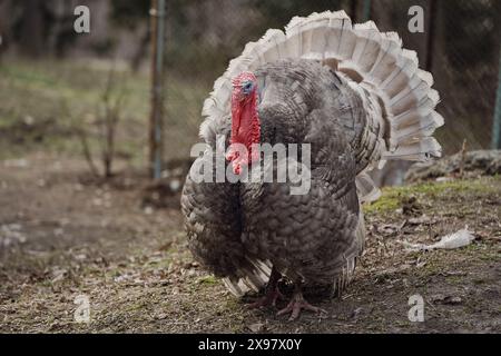 Paesaggio rurale con ampio tacchino domestico bianco dal petto in cortile. Allevamento di animali biologici. Vista panoramica Foto Stock