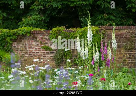 Foxgloves cresce a maggio negli Eastcote House Gardens, storico giardino murato a Londra, Regno Unito. Il giardino e' piantato in uno schema di stile naturalistico. Foto Stock