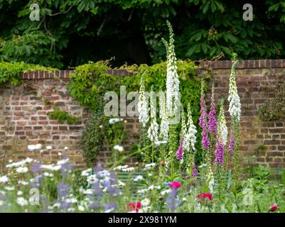 Foxgloves cresce a maggio negli Eastcote House Gardens, storico giardino murato a Londra, Regno Unito. Il giardino e' piantato in uno schema di stile naturalistico. Foto Stock