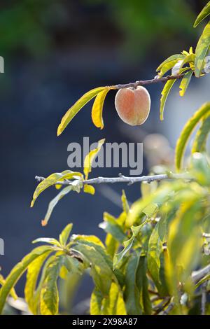 Pesca matura appesa al ramo dell'albero alla luce del sole con sfondo blu Foto Stock