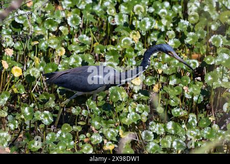 Blue Heron (Ardea herodias) in un campo paludoso di pennywort galleggiante, Orlando, Florida. Foto Stock