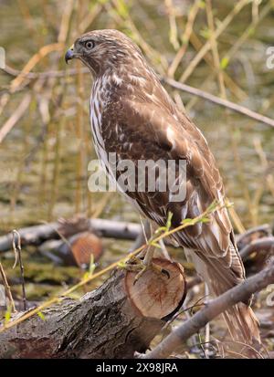Hawk dalle spalle rosse appollaiato su un tronco sulla palude, Montreal, Canada Foto Stock