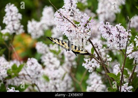 La farfalla gialla e nera a coda di rondine riposa e si nutre del nettare di un cespuglio lilla in una splendida giornata estiva. Foto Stock