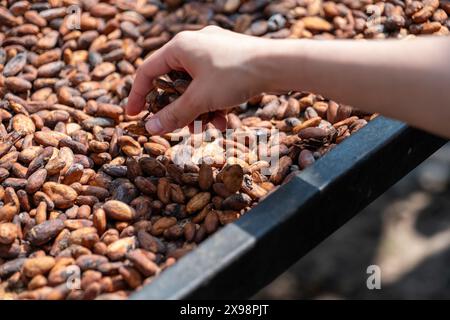 La mano della persona tocca i fagioli di cacao Foto Stock