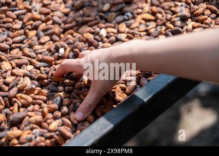 La mano della persona tocca i fagioli di cacao Foto Stock