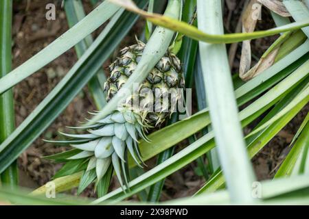 Piccolo ananas che cresce dal terreno Foto Stock