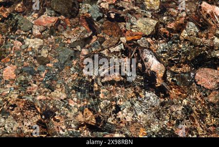 Primo piano della superficie d'acqua che scorre sopra e intorno alle rocce colorate nel torrente Beartooth Mountains, Montana Foto Stock