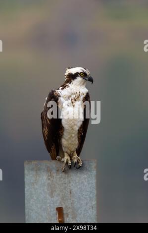 Osprey Fish Hawk appollaiato su Metal Sign a Tijuana, Messico Foto Stock