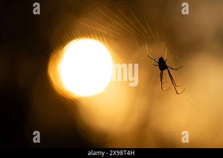 I ragni ORB-weaver sono membri della famiglia dei ragni Araneidae. Sono il gruppo più comune di costruttori di nastri a forma di ruota a spirale che si trovano spesso in g Foto Stock