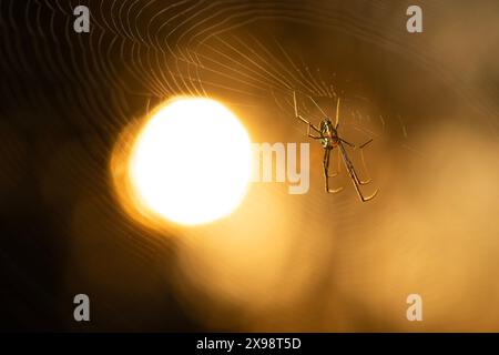 I ragni ORB-weaver sono membri della famiglia dei ragni Araneidae. Sono il gruppo più comune di costruttori di nastri a forma di ruota a spirale che si trovano spesso in g Foto Stock