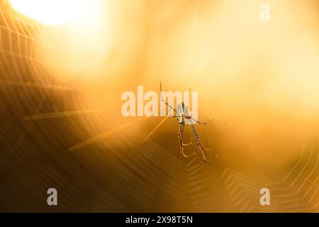 I ragni ORB-weaver sono membri della famiglia dei ragni Araneidae. Sono il gruppo più comune di costruttori di nastri a forma di ruota a spirale che si trovano spesso in g Foto Stock