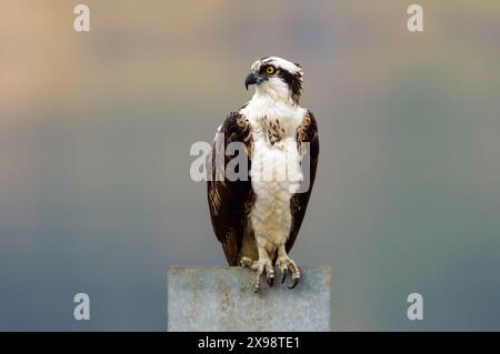 Osprey Fish Hawk appollaiato su Metal Sign a Tijuana, Messico Foto Stock