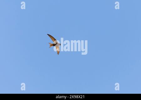 Comuni apu Swift Apus, adulti in procinto di catturare insetti in volo, Suffolk, Inghilterra, maggio Foto Stock