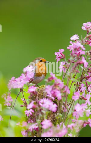 robin erithacus rubecula europeo, adulto arroccato sul palco tra Red campion Silene dioica, fiori, Suffolk, Inghilterra, maggio Foto Stock