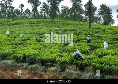 I raccoglitori di tè lavorano raccogliendo foglie di tè da una collina in una piantagione a Pussellawa, negli altopiani centrali dello Sri Lanka. Foto Stock