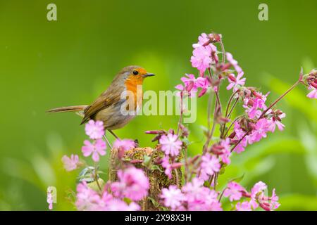 robin erithacus rubecula europeo, adulto arroccato sul palco tra Red campion Silene dioica, fiori, Suffolk, Inghilterra, maggio Foto Stock