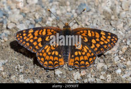 Sottospecie di Checkerspot settentrionale eremita che prende il sole su un sentiero. Los Altos Hills, Contea di Santa Clara, California, Stati Uniti. Foto Stock