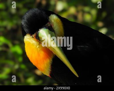 Tucan a foz do Iguazu che guarda la telecamera. Foto vista frontale. Foto Stock