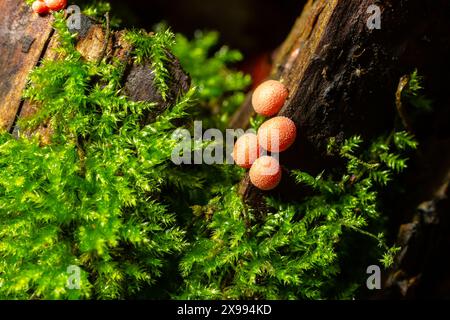 Melma rossa arancia muffa fungo Lycogala epidendrum nella foresta autunnale. Foto Stock