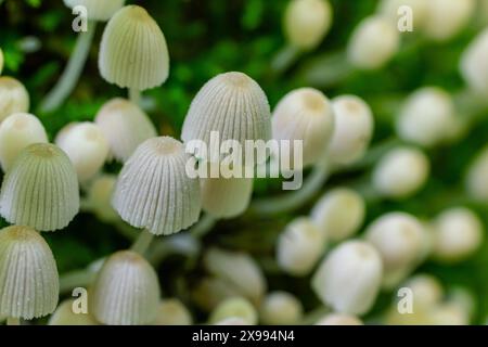La Mycena epipterygia è una specie di fungo della famiglia delle Mycenaceae dei funghi comunemente presenti in Europa. È comunemente nota come calotta gialla o y Foto Stock