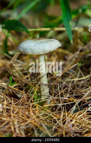 Shanklet di lenticchie, chiamato anche fungo coincap appleseed, Collybia tuberosa. Foto Stock