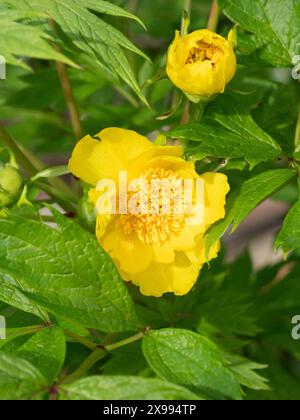 Paeonia ludlowii, la peonia degli alberi di Ludlow Foto Stock