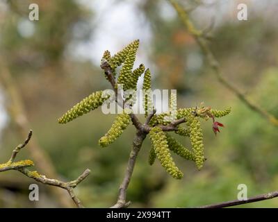 noce, noce comune, noce inglese Juglans regia Foto Stock