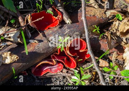 I funghi rossi sarcoscypha, commestibili in primavera, crescono nella foresta. primo piano. Sarcoscypha austriaca o Sarcoscypha coccinea - funghi della prima stagione primaverile, kn Foto Stock