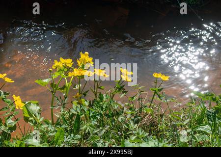 Caltha palustris, calendula paludosa che fiorisce in un fosso Foto Stock