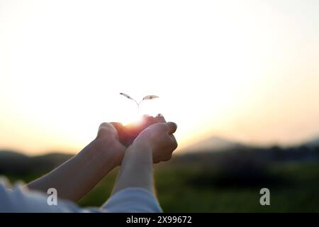 Un contadino con un germoglio in mano allunga il braccio verso il sole. Il seme crescente simboleggia l'inizio e la crescita della primavera e rappresenta il Foto Stock