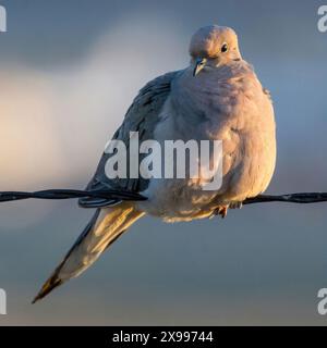 Piangere dove appollaiare sul filo al tramonto. Palo alto Baylands, Contea di Santa Clara, California, Stati Uniti. Foto Stock